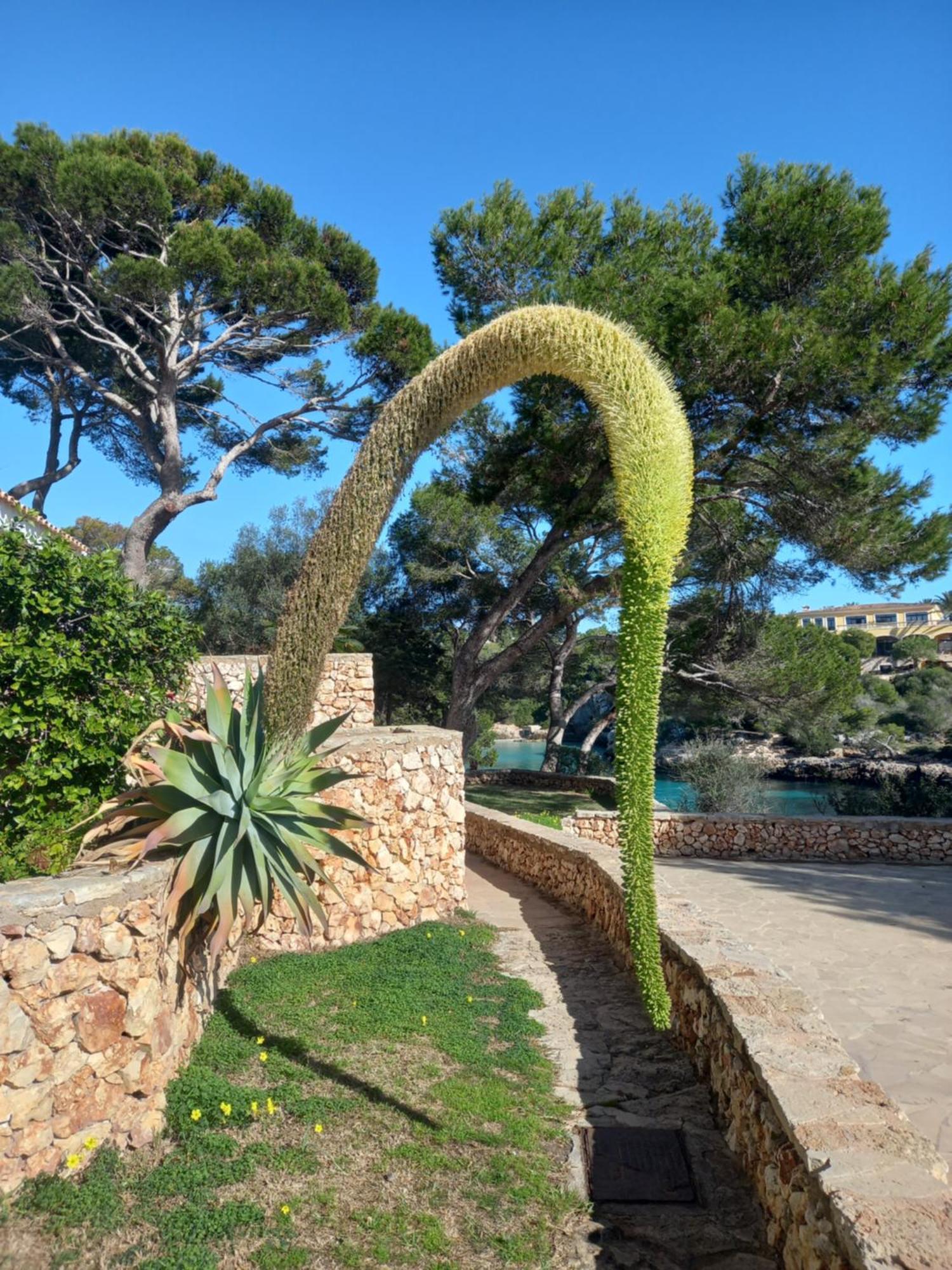 Appartement Ferrera Park Vue Mer Cala Ferrera  Dış mekan fotoğraf